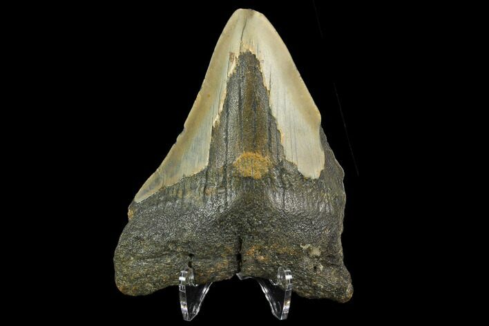 Bargain, Fossil Megalodon Tooth - North Carolina #124817